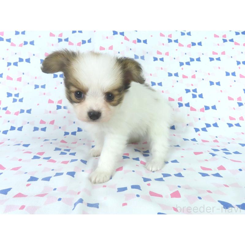 販売中の千葉県のパピヨン-444649の13枚目