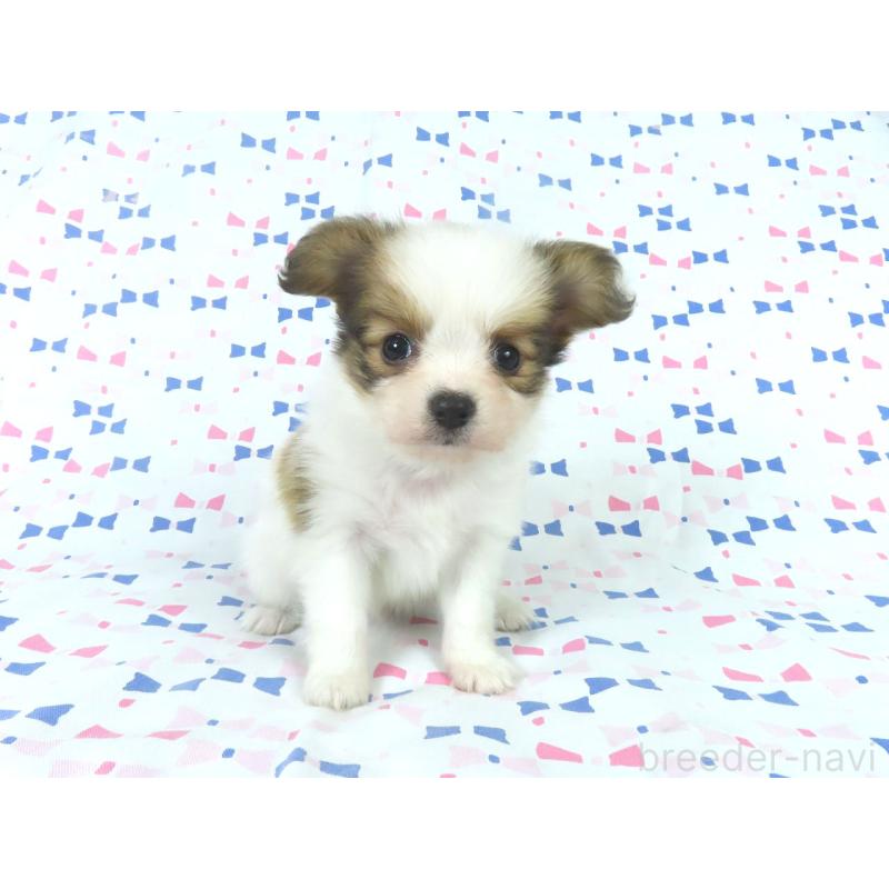 販売中の千葉県のパピヨン-444649の12枚目