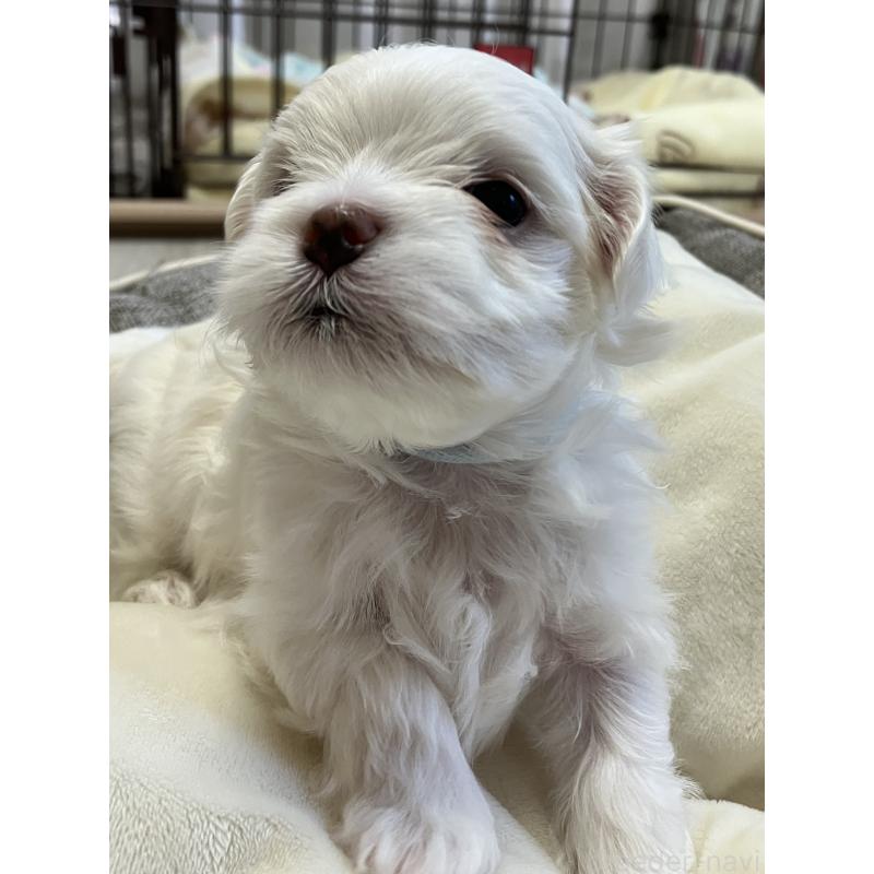 販売中の岐阜県のマルチーズ-444783の4枚目