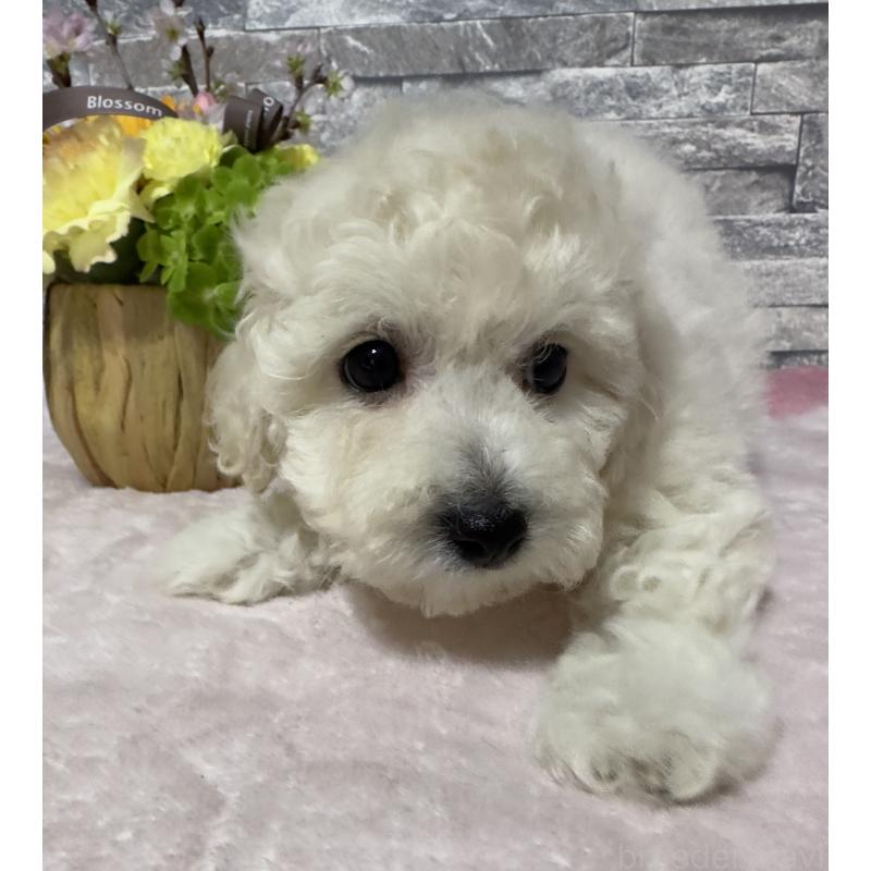 販売中の兵庫県のビションプー:ビションフリーゼ×トイプードル-441309の4枚目