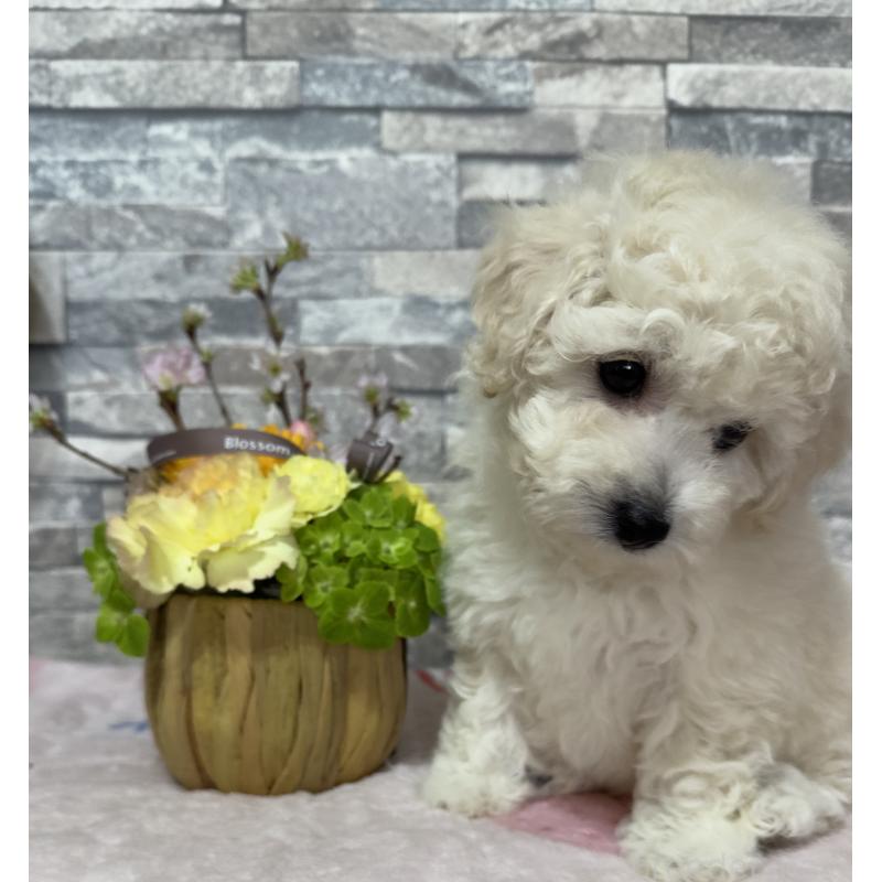 販売中の兵庫県のビションプー:ビションフリーゼ×トイプードル-441309の3枚目