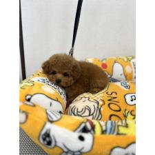 ♀︎ティーカッププードル