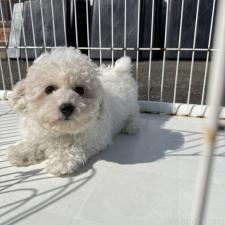 ♀︎ビションフリーゼ