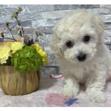 ♀︎ビションプー:ビションフリーゼ×トイプードル