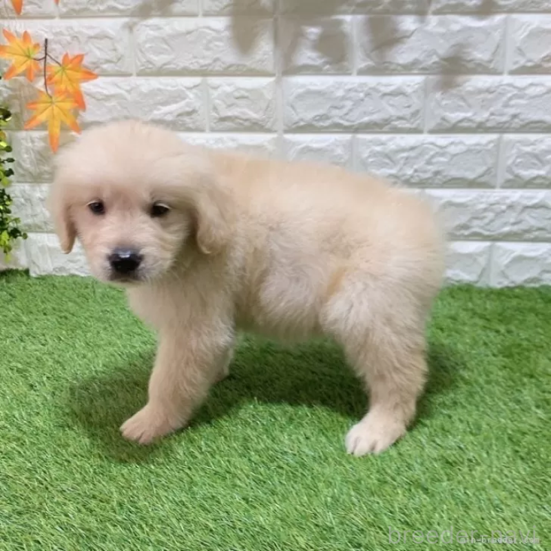 成約済の愛知県のゴールデンレトリーバー-444460の5枚目