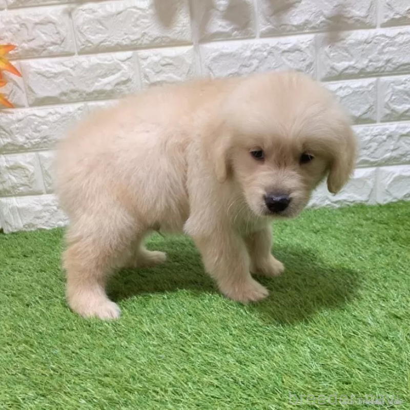 成約済の愛知県のゴールデンレトリーバー-444460の4枚目