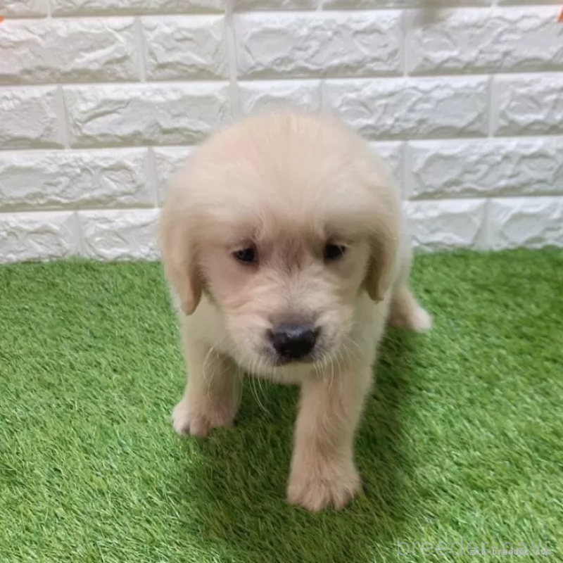 成約済の愛知県のゴールデンレトリーバー-444460の3枚目