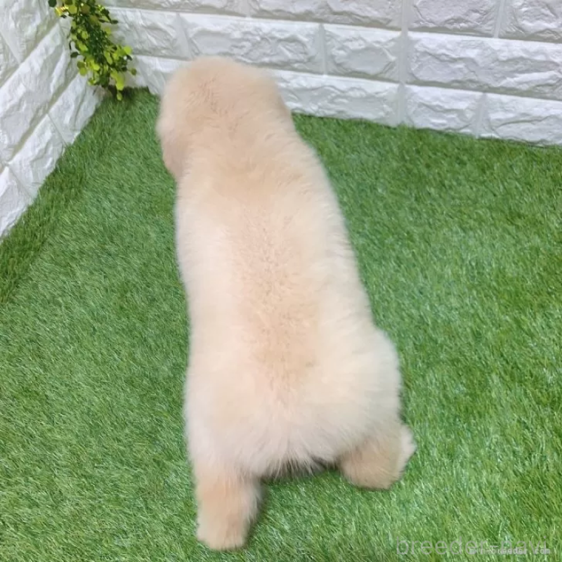 成約済の愛知県のゴールデンレトリーバー-444460の2枚目