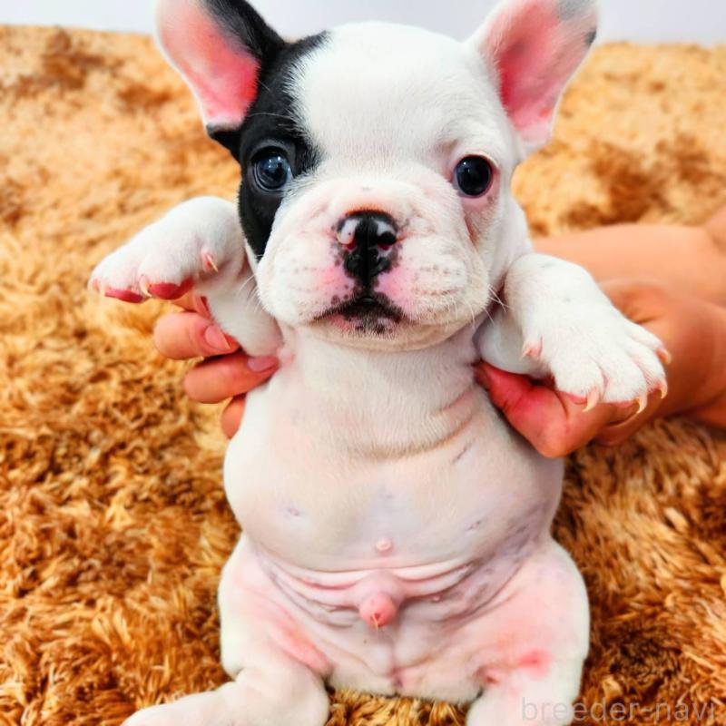 成約済の鹿児島県のフレンチブルドッグ-444366の6枚目