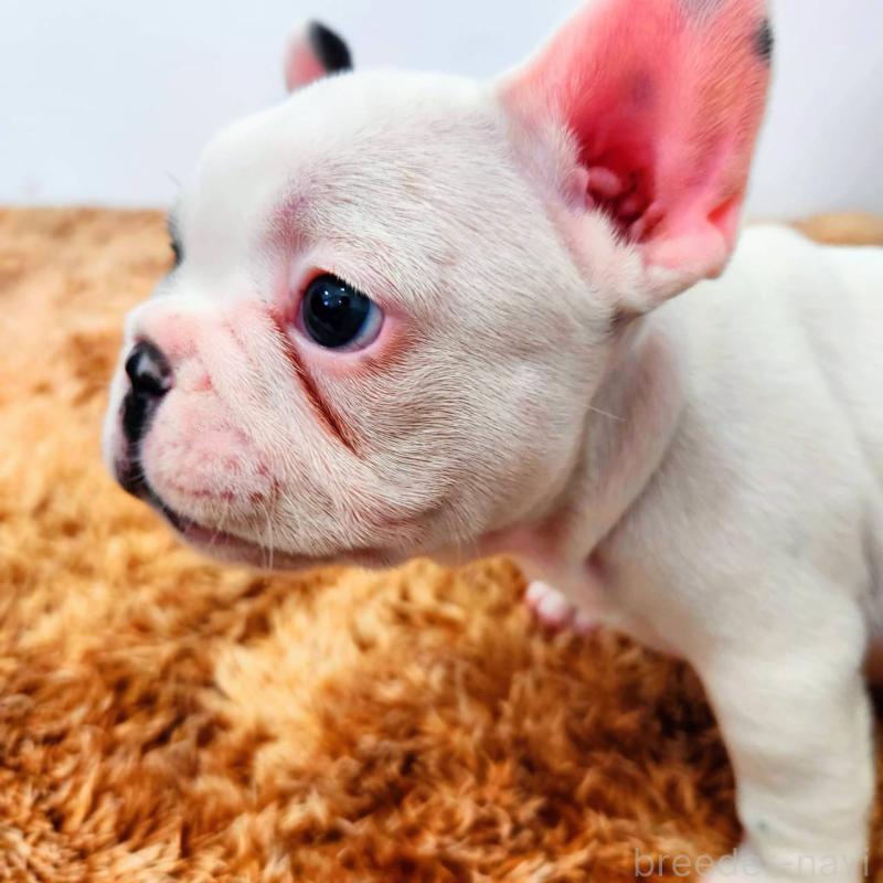 成約済の鹿児島県のフレンチブルドッグ-444366の4枚目