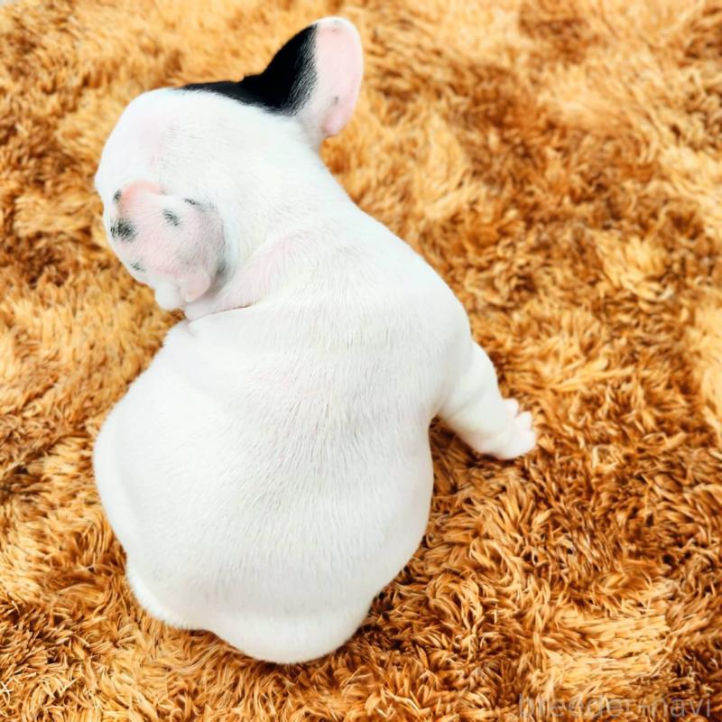 成約済の鹿児島県のフレンチブルドッグ-444366の3枚目