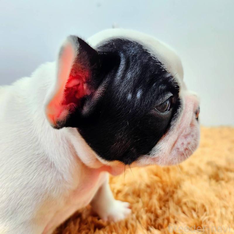 成約済の鹿児島県のフレンチブルドッグ-444366の2枚目