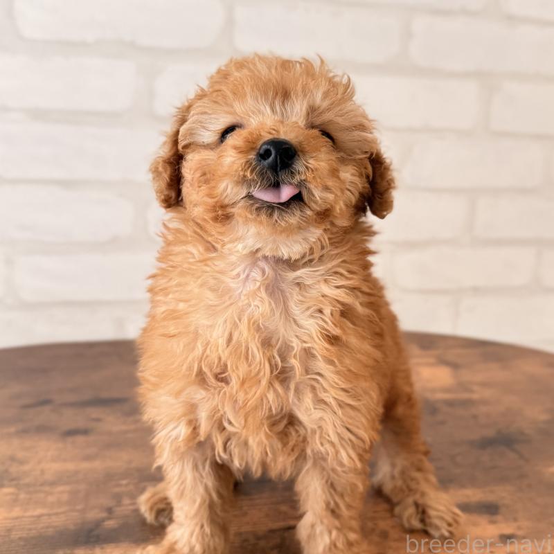 販売中の大阪府のトイプードル-443961の8枚目