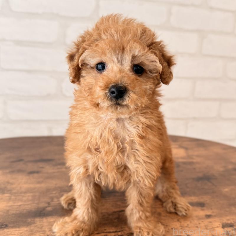 販売中の大阪府のトイプードル-443961の7枚目