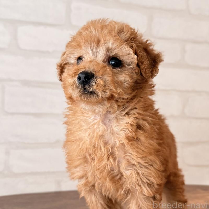 販売中の大阪府のトイプードル-443961の6枚目