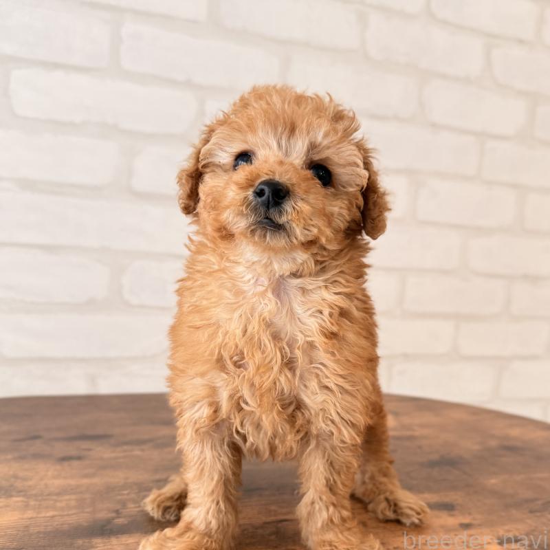 販売中の大阪府のトイプードル-443961の4枚目