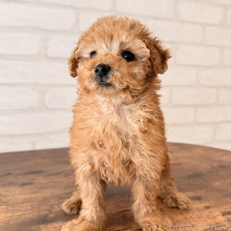 販売中の大阪府のトイプードル-443961の3枚目