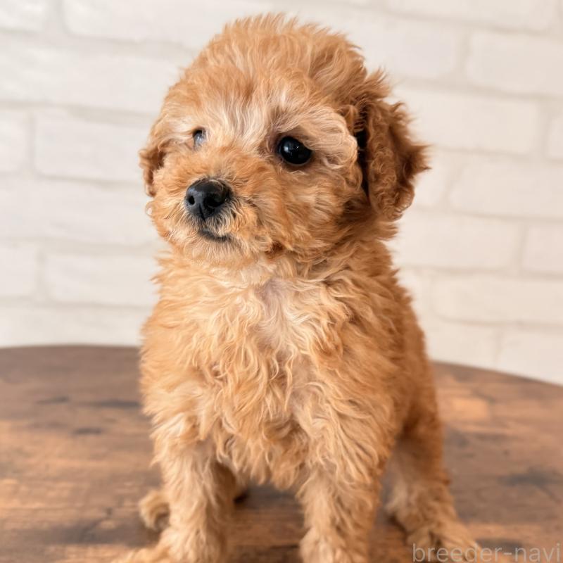 販売中の大阪府のトイプードル-443961の2枚目