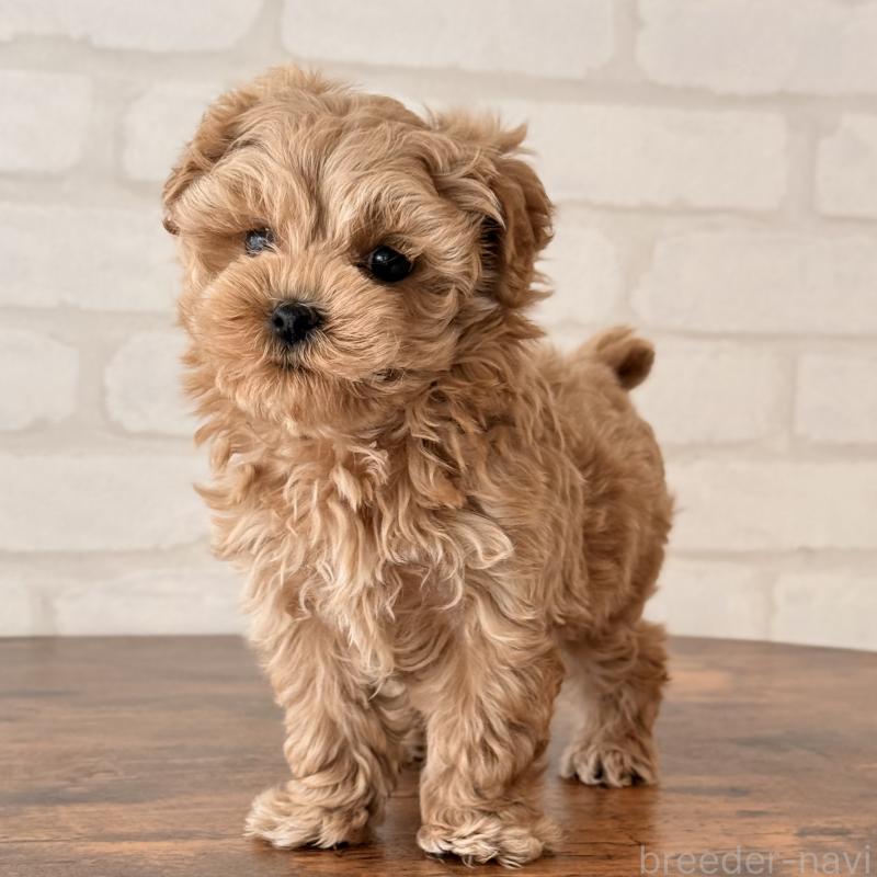 成約済の大阪府のマルプー:マルチーズ×トイプードル-445440の8枚目