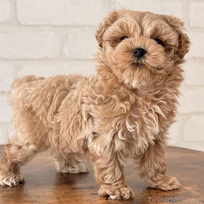 成約済の大阪府のマルプー:マルチーズ×トイプードル-445440の7枚目