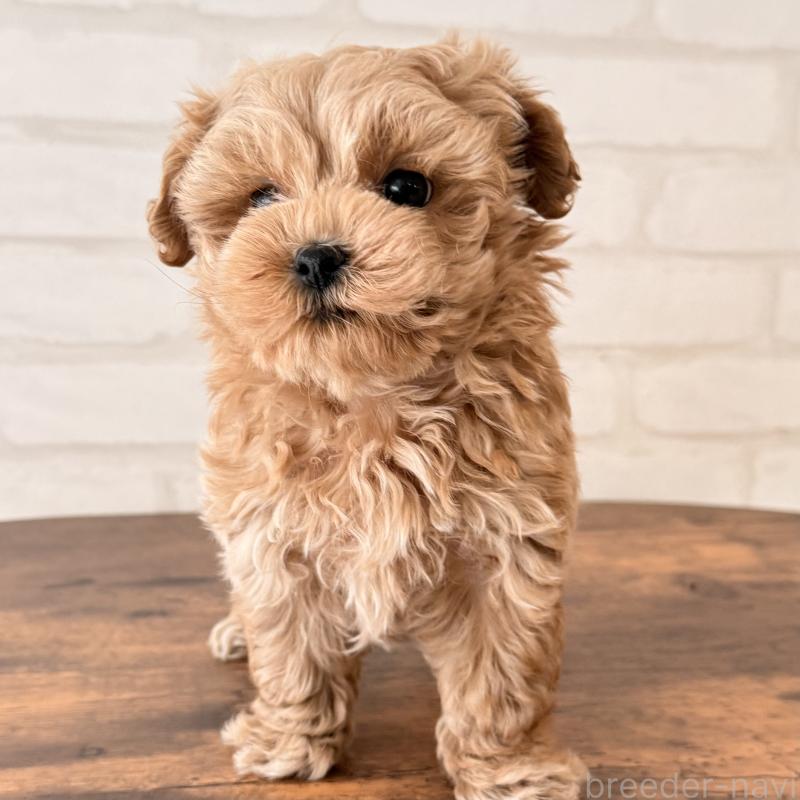 成約済の大阪府のマルプー:マルチーズ×トイプードル-445440の6枚目