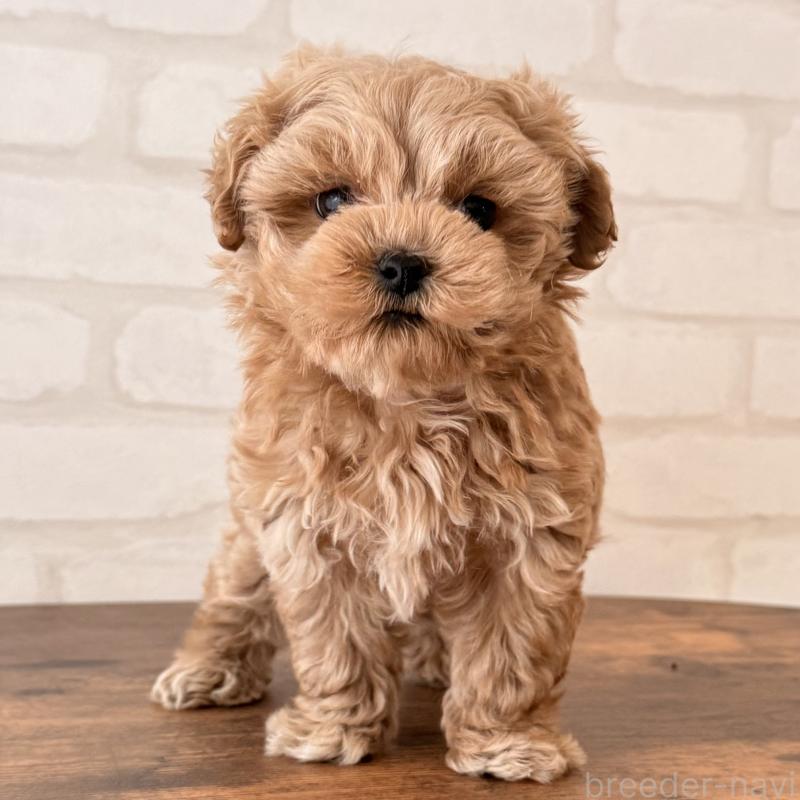 成約済の大阪府のマルプー:マルチーズ×トイプードル-445440の5枚目