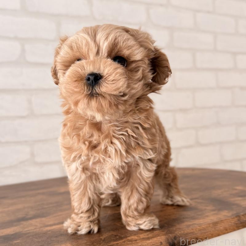 成約済の大阪府のマルプー:マルチーズ×トイプードル-445440の4枚目