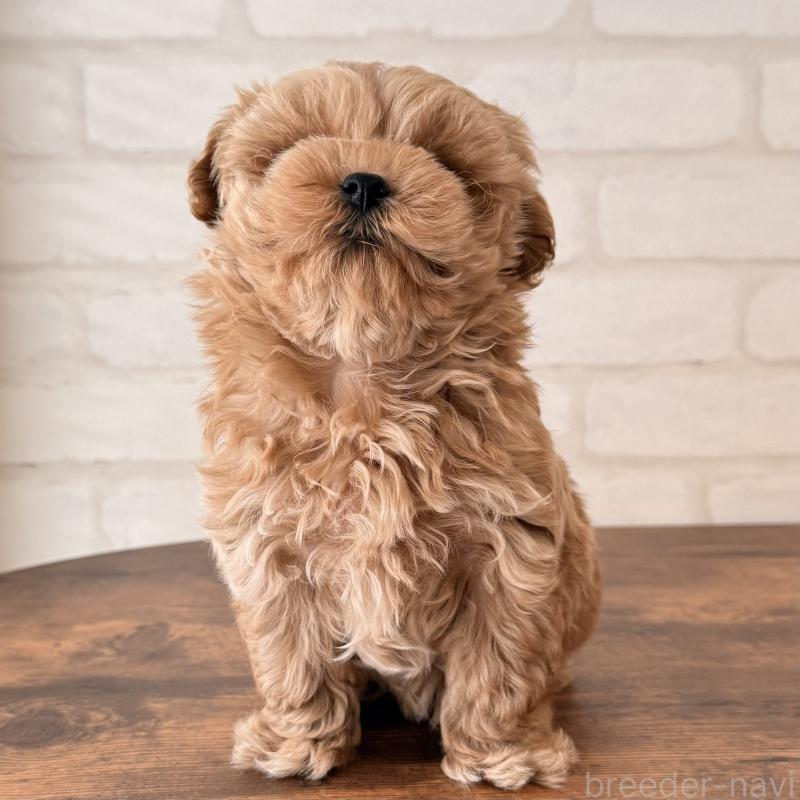 成約済の大阪府のマルプー:マルチーズ×トイプードル-445440の3枚目