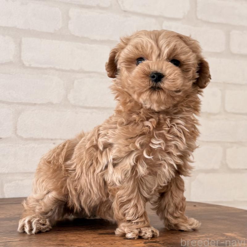 成約済の大阪府のマルプー:マルチーズ×トイプードル-445440の2枚目