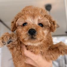 ♀︎トイプードル