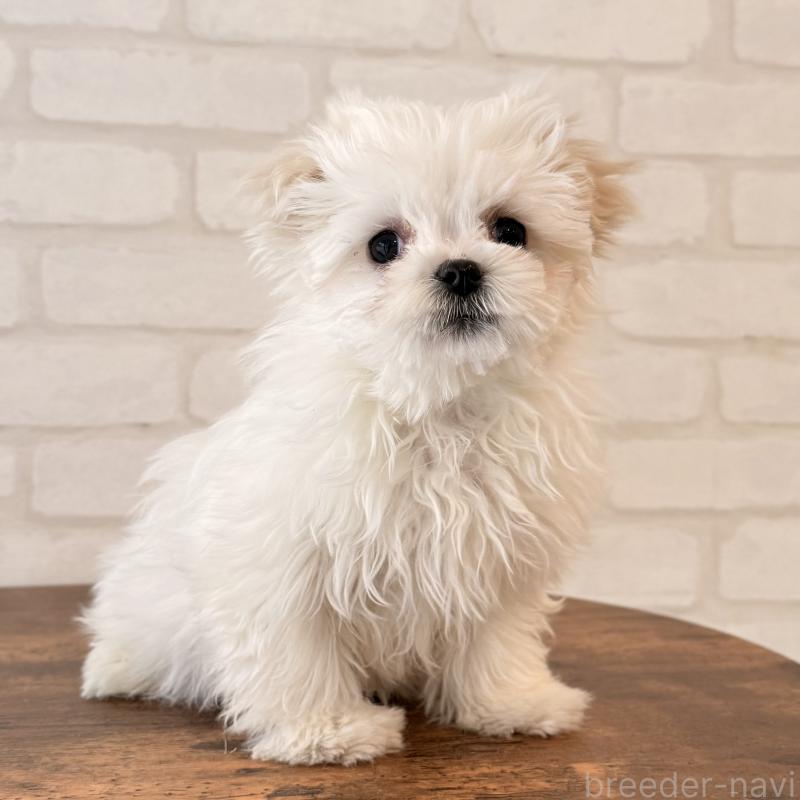 成約済の大阪府のマルチーズ-441850の7枚目