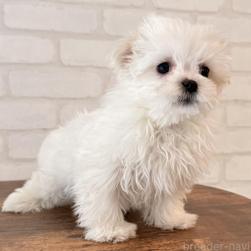 成約済の大阪府のマルチーズ-441850の6枚目