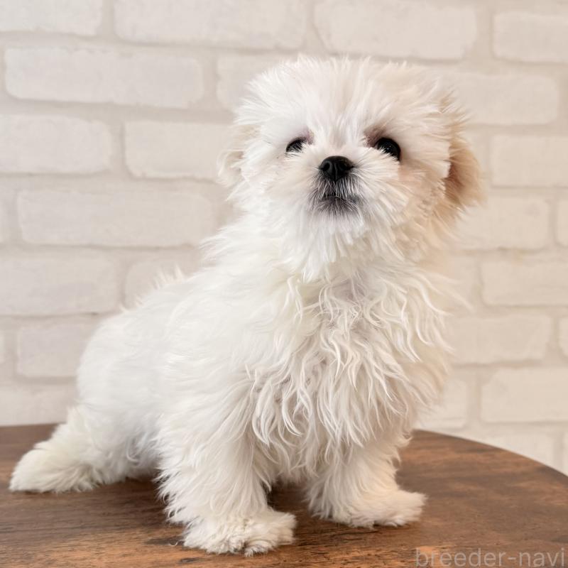 成約済の大阪府のマルチーズ-441850の4枚目