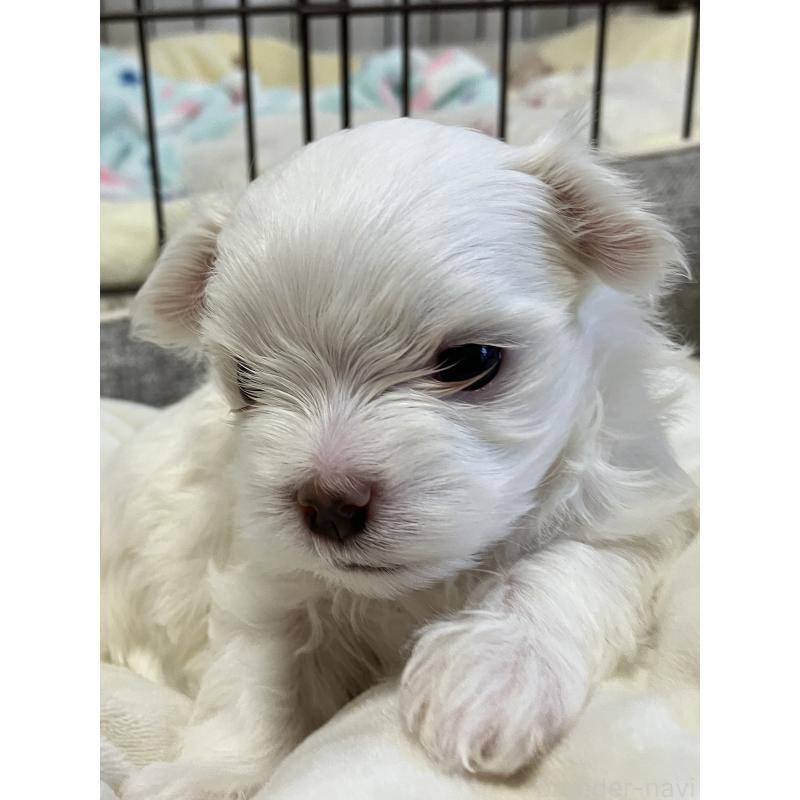 販売中の岐阜県のマルチーズ-444783の3枚目