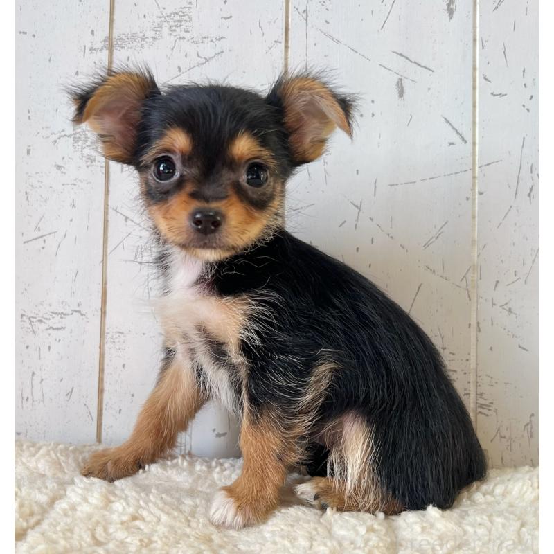 成約済の千葉県のヨーチー:ヨークシャーテリア×チワワ-443896の3枚目