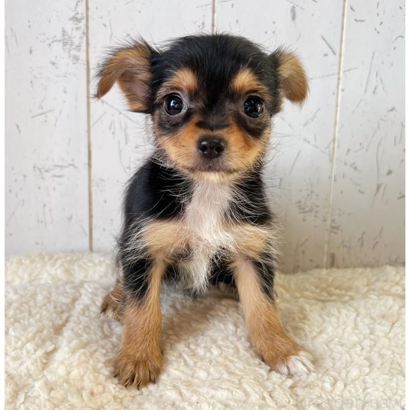 成約済の千葉県のヨーチー:ヨークシャーテリア×チワワ-443896の2枚目