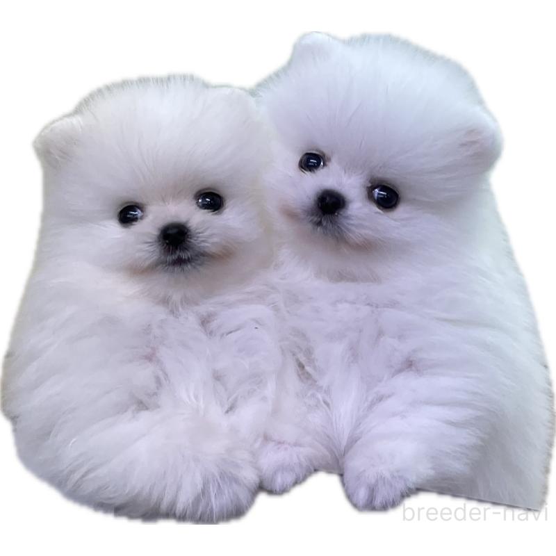 犬舎紹介の岐阜県の犬舎紹介-3265の2枚目