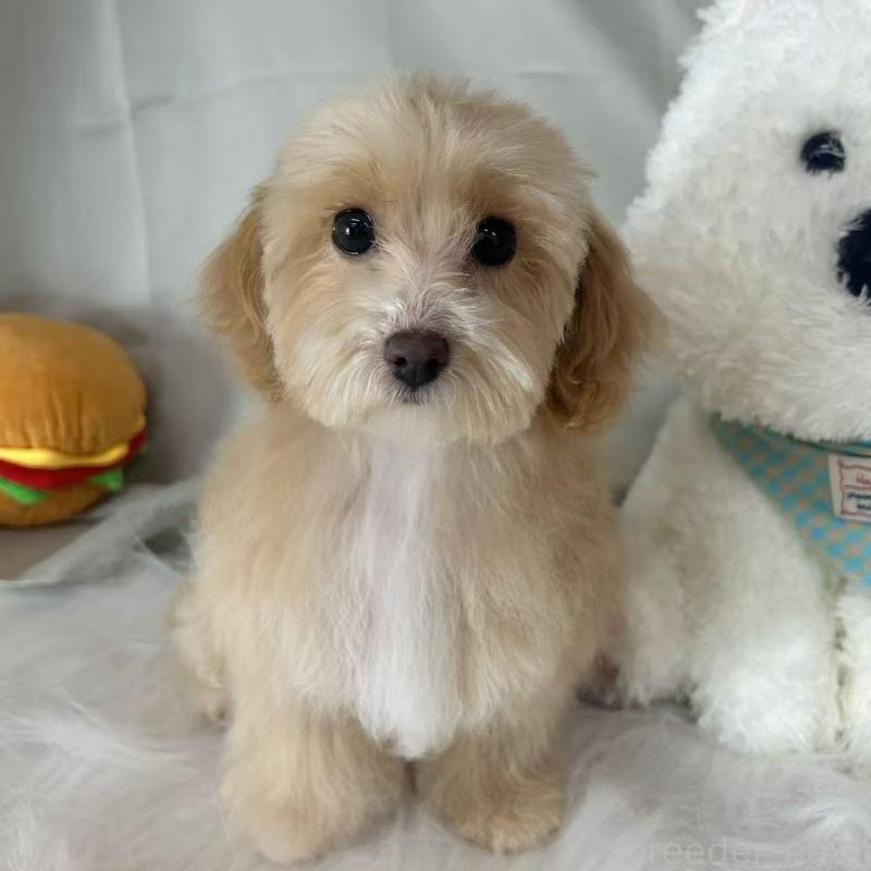 商談中の東京都のビションプー:ビションフリーゼ×トイプードル-423444の6枚目