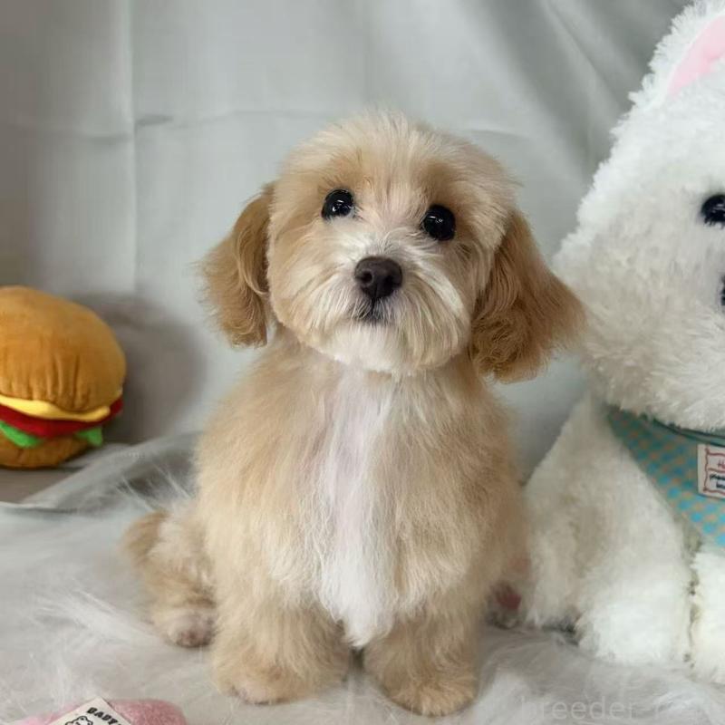 商談中の東京都のビションプー:ビションフリーゼ×トイプードル-423444の4枚目