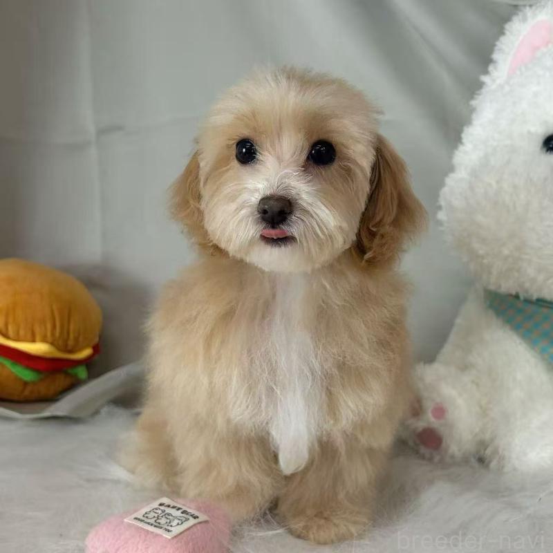 商談中の東京都のビションプー:ビションフリーゼ×トイプードル-423444の3枚目