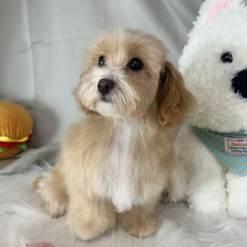 商談中の東京都のビションプー:ビションフリーゼ×トイプードル-423444の2枚目