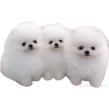 佐木美千留ブリーダー