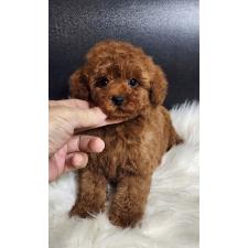 ♀︎トイプードル