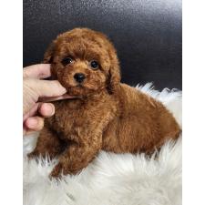 ♀︎トイプードル