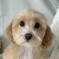 ♀︎ビションプー:ビションフリーゼ×トイプードル