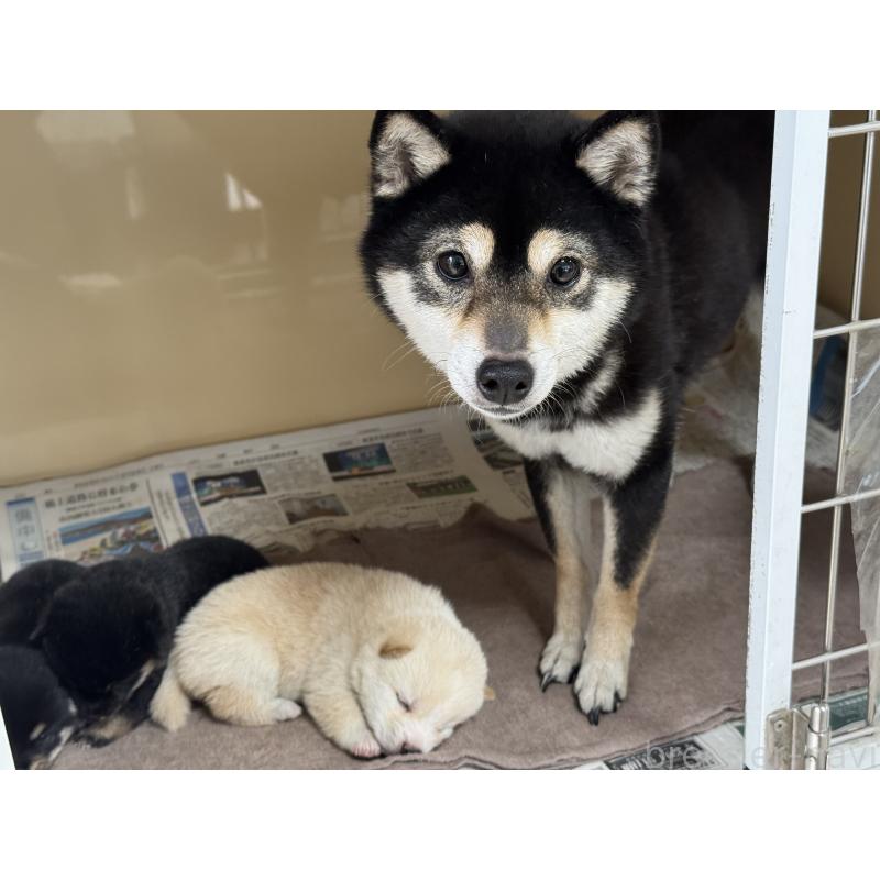 犬舎紹介の岡山県の犬舎紹介-653の5枚目