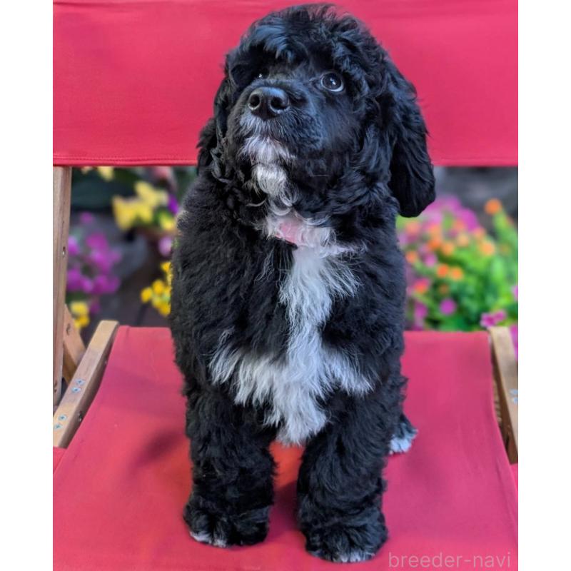 販売中の東京都のポーチュギーズウォータードッグ-433947の4枚目