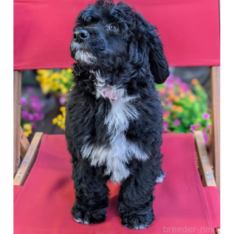 販売中の東京都のポーチュギーズウォータードッグ-433947の3枚目