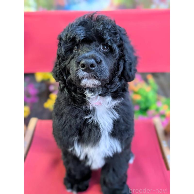 販売中の東京都のポーチュギーズウォータードッグ-433947の2枚目