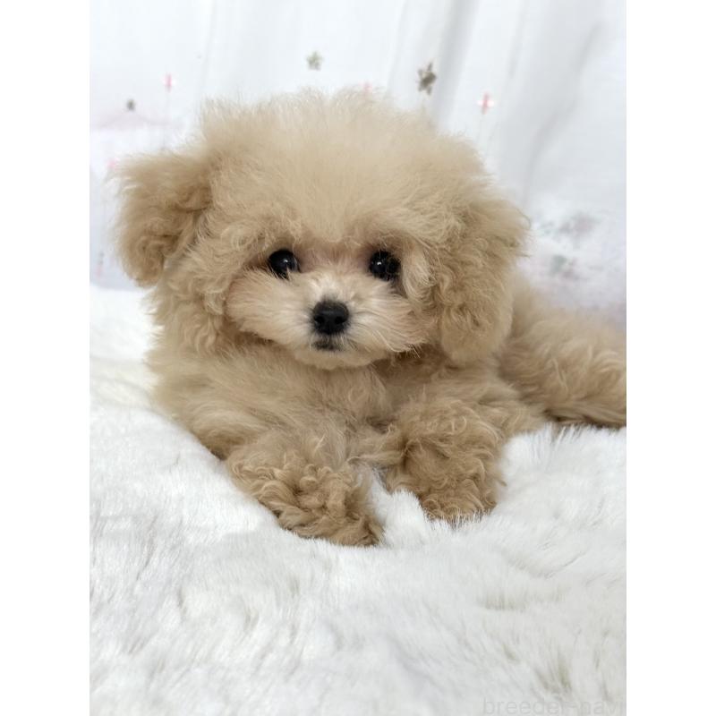 販売中の大阪府のティーカッププードル-444518の9枚目